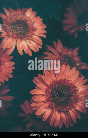 Une photo sereine en gros plan représentant des marguerites vibrantes de gerbera sur un fond sombre et texturé, évoquant la beauté de la nature au printemps. Banque D'Images