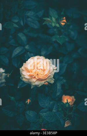 Une rose blanche délicate capturée sur un feuillage vert luxuriant avec des teintes dorées chaudes et une mise au point douce d'inspiration vintage. Banque D'Images
