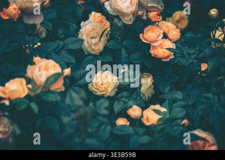 Une vue rapprochée d'un groupe floral magnifiquement arrangé sur un fond richement texturé. La scène capture la progression naturelle des bourgeons à F. Banque D'Images