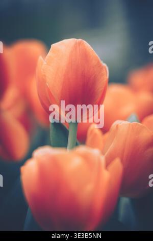 Un gros plan vibrant d'une tulipe en pleine floraison sous un éclairage doux et chaleureux, avec un arrière-plan naturel et doux qui améliore la profondeur et la texture. Banque D'Images