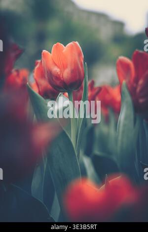 Une scène printanière sereine avec une tulipe rouge éclatante en pleine floraison, entourée d'éléments naturels et d'un éclairage doux et vintage. Banque D'Images