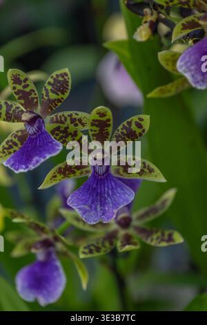 Vue spectaculaire sous-angle de riches fleurs d'orchidées violettes debout sur un fond vert flou à Keukenhof. Banque D'Images