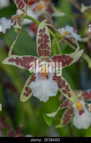 Gros plan détaillé d'une orchidée Odontoglossum avec des pétales tachetées jaune clair et Bordeaux. Trouvé dans le spectacle floral de Keukenhof. Banque D'Images