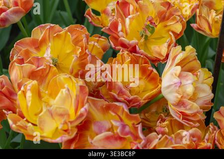 Une photo à hauteur des yeux d'un lit de fleurs ensoleillé rempli de tulipes doubles à plusieurs pétales dans des tons chauds orange et rose. Banque D'Images
