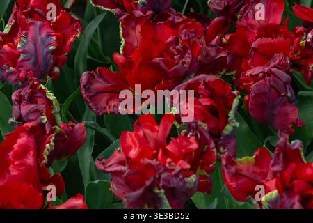 Gros plan macro extrême de la texture interne complexe et volandée et de la couleur rouge foncé d'une tulipe de perroquet à Keukenhof. Banque D'Images