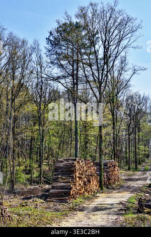 Piles de grumes de feuillus coupées en attente de collecte dans les bois locaux coupés à des fins industrielles - Bossay-sur-Claise, Indre-et-Loire (37), France. Banque D'Images