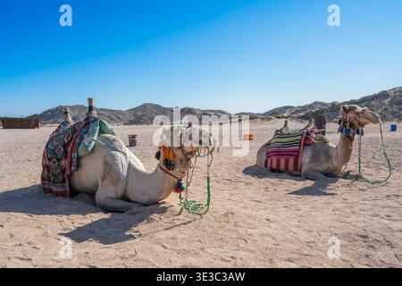 Deux chameaux avec des selles traditionnelles colorées reposant sur le sable dans un village bédouin près de Hurghada, Egypte, sous un ciel bleu clair. Banque D'Images