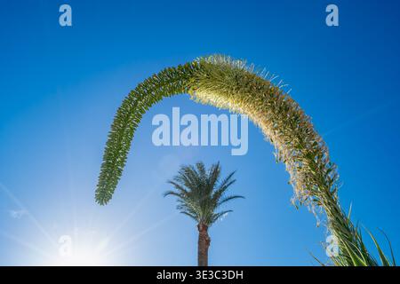 Une vue en bas angle d'une plante d'agave en fleurs s'arquant contre un ciel bleu clair avec un palmier et une lumière de soleil éclatante dans un jardin de Hurghada Resort. Banque D'Images