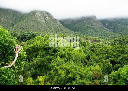 Vue depuis le Centenary Canopy Walkway, jardin botanique national de Kirstenbosch, le Cap, Afrique du Sud Banque D'Images