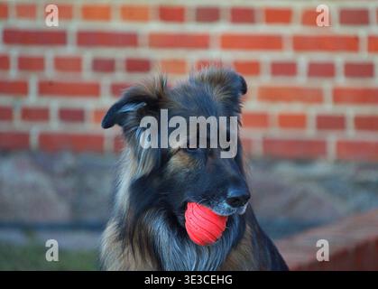 Un berger allemand tient une balle rouge dans sa bouche. Photo de haute qualité Banque D'Images