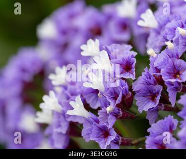 Little Sea of Spring - fleurs violettes avec des reflets blancs. Photo de haute qualité Banque D'Images