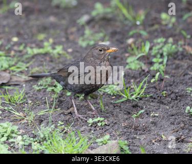Femelle Blackbird posant sur le sol entre herbe photo de haute qualité Banque D'Images