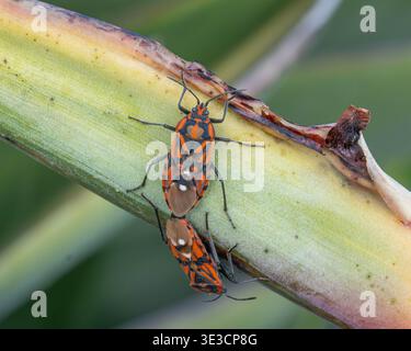 Shield Bugs appariement dans la nature en bonne qualité. Photo de haute qualité Banque D'Images