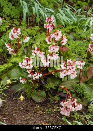 Pointes florales du début du printemps des oreilles vivaces robustes de l'éléphant à feuilles persistantes, Bergenia 'Pink Ice' Banque D'Images
