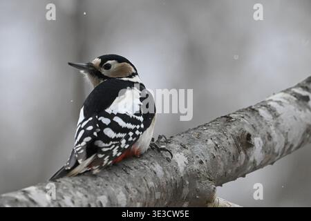 Grand pic tacheté, Dendrocopos majeur sur l'arbre, Hokkaido, Japon. Banque D'Images