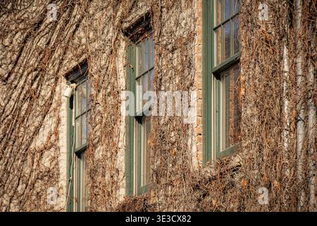 Gros plan de fenêtres vertes encadrées sur un mur de briques bronzées fortement recouvert de vignes de lierre sèches dormantes à Wheaton Illinois Banque D'Images