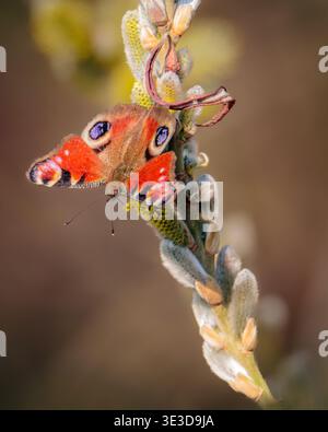 Peacock Butterfly, Aglais Io, émergeant après hibernation hibernation des hivers avec sa première chaleur du printemps, Hauxley mars 2026. Banque D'Images