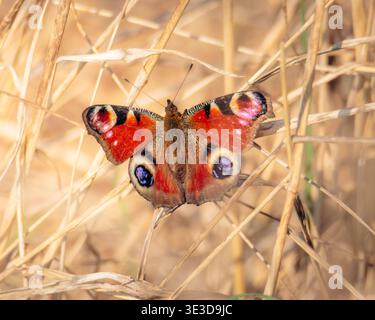 Peacock Butterfly, Aglais Io, émergeant après hibernation hibernation des hivers avec sa première chaleur du printemps, Hauxley mars 2026. Banque D'Images