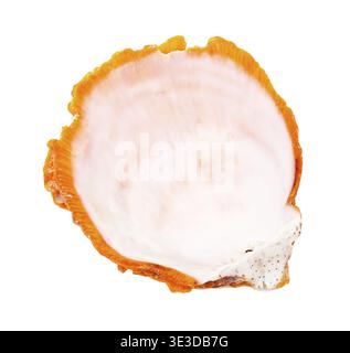 Coquille de moule orange vide sur fond blanc Banque D'Images