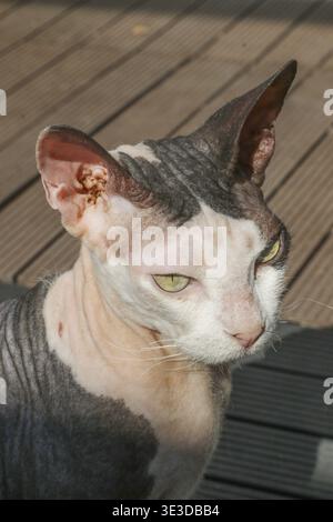 Portrait d'un chat, à l'extérieur au soleil, assis sur le sol et profitant du soleil, pedigree chat, nom : Miu-Miu, race : Cornish rex, femelle, 5 ans Banque D'Images