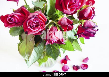 Vue d'en haut d'un bouquet de pétales de rose rouge fanés dans un vase en verre et de pétales tombés sur une table brun clair (focus sur la fleur au premier plan Banque D'Images