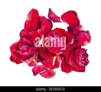 Vue de dessus de la pile de pétales tombés et fleurs fanées de pétales de rose rouge, sur fond blanc Banque D'Images