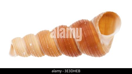 Coquille vide d'un escargot sur fond blanc Banque D'Images