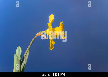 fleur de jonquille hollandaise jaune gros plan angle de vue bas avec fond de ciel bleu Banque D'Images
