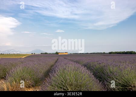 Longues rangées de champs de lavande en fleurs sur le plateau de Valensole. Provence, France. Banque D'Images