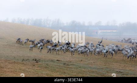 Instinct concentré de survie avec l'alimentation grues grises, champ d'herbe, comportement de groupe et cadre naturel au lac Hornborgasjon en Suède, la faune et b Banque D'Images