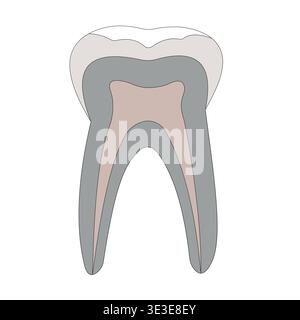 Schéma dentaire détaillé illustrant l'émail, la dentine, la chambre pulpaire, les canaux radiculaires Illustration de Vecteur