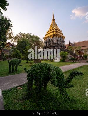 Chiang mai, Thaïlande - 4 mars 2020 : arbustes topiaires dans le jardin du temple avec le chedi doré et des statues d'éléphants au Wat Chiang Man à Chiang mai. Banque D'Images