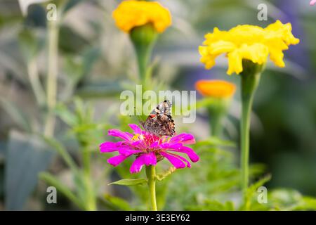 Papillon peint dame sur une fleur dans un jardin de Californie du Sud Banque D'Images