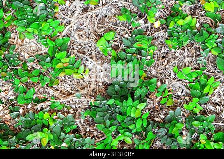 Tapis dense de figue rampante de Ficus pumila avec de petites feuilles juvéniles en forme de cœur s'étendant sur les racines et le sol. Vigne grimpante Evergreen utilisée comme groun Banque D'Images