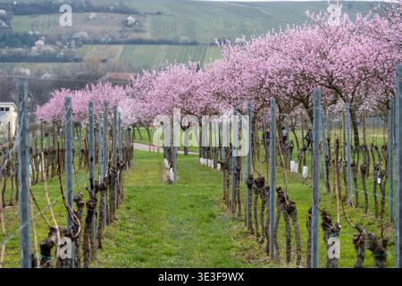 Les rangées de treillis de vignes mènent vers des arbres à fleurs roses le long du Rebenlehrpfad Geilweilerhof près de Siebeldingen dans le Palatinat, en Allemagne. Banque D'Images