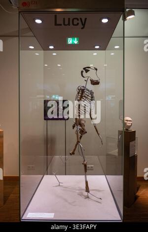 Vitrine présentant la réplique du squelette de Lucy (Australopithecus afarensis) dans une exposition sur l'évolution humaine au Senckenberg nature Museum, Francfort, GE Banque D'Images