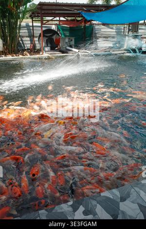 Les poissons koi nagent dans une piscine peu profonde avec un jet d'eau. Des poissons éclaboussent près du bord carrelé sous la verrière bleue. Verdure et structures encadrent la scène aquatique. Eau Banque D'Images