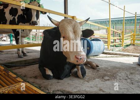 La vache noire et blanche se tient derrière la balustrade jaune. La vache de couleur claire repose sur un sol en terre battue à proximité. Un grand tonneau bleu se trouve à côté des vaches. Jaune vif Banque D'Images