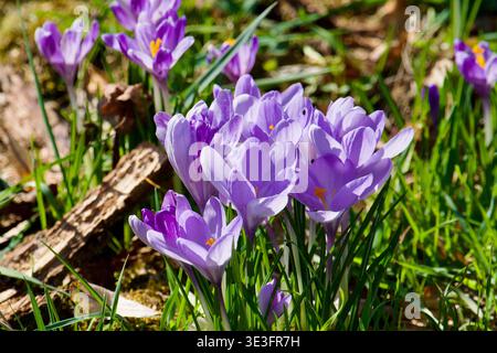 Une grappe vibrante de fleurs de crocus violettes (Crocus vernus) fleurissant dans un jardin ou un parc ensoleillé. Les délicats pétales violets sont montrés en détail, avec des étamines jaunes dorées visibles à l'intérieur. Les fleurs sont entourées de brins d'herbe verte fraîche et de quelques débris de sol forestier sec, comme la vieille écorce. La lumière naturelle et lumineuse du printemps illumine la scène, créant des ombres douces et soulignant la qualité translucide des pétales. Haute résolution, mise au point nette sur le groupe central de fleurs, atmosphère printanière authentique et joyeuse Purple Crocus Flowers (Crocus Vernus) dans une prairie printanière ensoleillée Banque D'Images