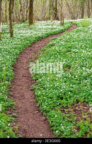 Anémones de bois fleuris par un chemin de randonnée dans une forêt de feuillus Banque D'Images