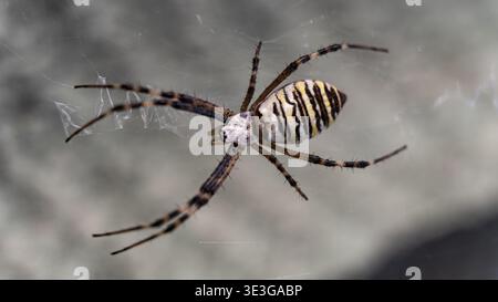 Grande araignée guêpe assise sur une toile sur un fond gris. Argiope Banque D'Images