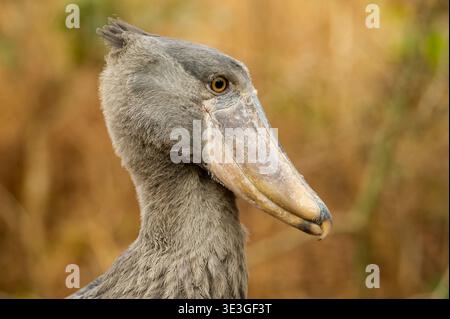 Shoebill, Balaeniceps rex, zones humides de Bangweulu, Zambie Banque D'Images