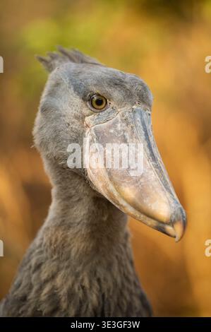 Shoebill, Balaeniceps rex, zones humides de Bangweulu, Zambie Banque D'Images