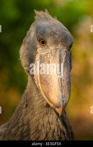 Shoebill, Balaeniceps rex, zones humides de Bangweulu, Zambie Banque D'Images