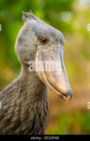 Shoebill, Balaeniceps rex, zones humides de Bangweulu, Zambie Banque D'Images