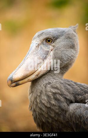 Shoebill, Balaeniceps rex, zones humides de Bangweulu, Zambie Banque D'Images