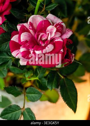 rose rouge avec des rayures blanches, combinaison de couleurs unique de pétales, accrocheur, sophistiqué, dans un environnement naturel, floraison, bouquet de fleurs c Banque D'Images