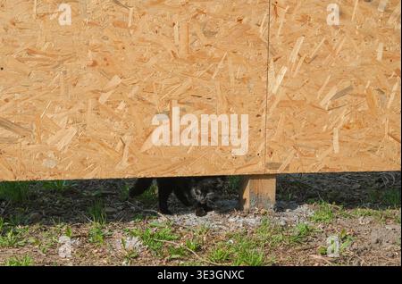 Chat marche sous une structure de planche de bois sur le sol avec de l'herbe et de la terre Banque D'Images