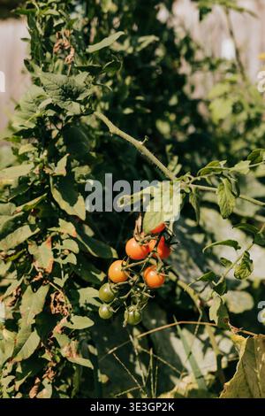 La vigne de tomates à divers stades de maturité pousse dans le jardin Banque D'Images