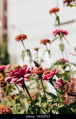 Les papillons débarquent sur des fleurs sauvages poussant contre un hangar blanc dans le jardin Banque D'Images